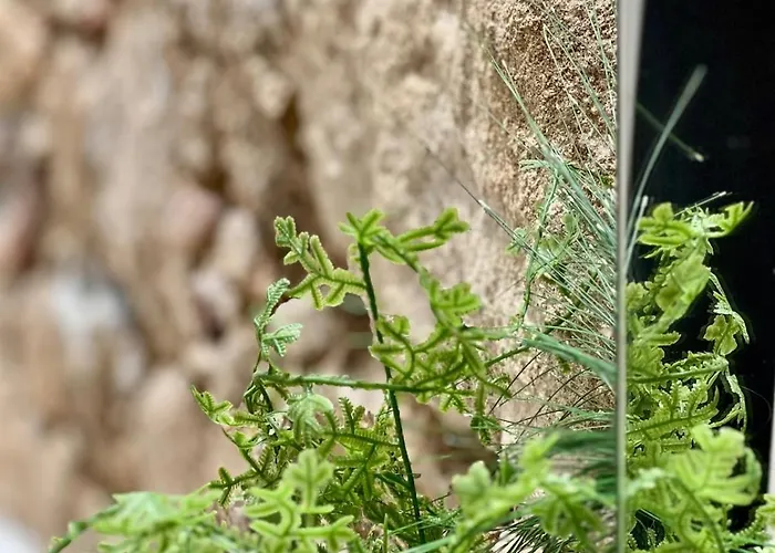 Cocon Hyper Centre-ville Confort * Ajaccio (Corsica)